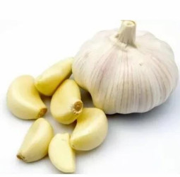 हाई कोर्ट के जजों के सामने चाइनीज लहसुन सील, सरकार लगा चुकी है प्रतिबंध फिर भी खुलेआम बिक रहा।